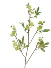 C7.cz Citlivka - Mimosa 'France' zelená 100 cm