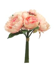 C7.cz Pivoňka - Paeonia x8 svazek růžová (beauty) 34 cm