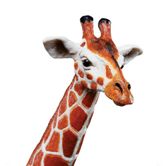Safari Ltd. Žirafa síťovaná