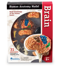 Learning Resources Anatomický model mozku
