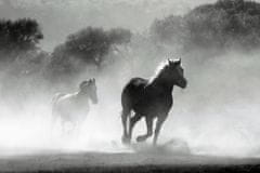 PRINTCARE Obraz na plátně Koně, 60 x 90 cm