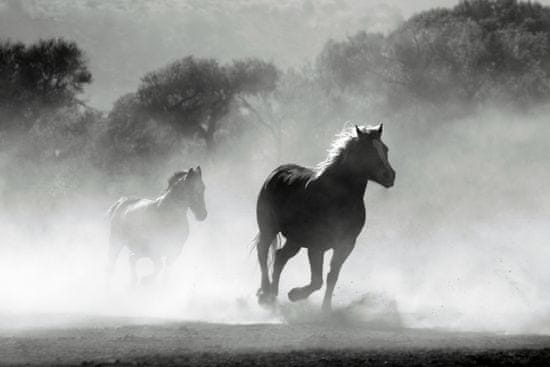 PRINTCARE Obraz na plátně - Kůň