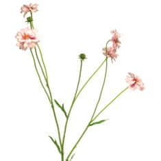 C7.cz Chrpa - Centaurea Madelon vialová (beauty) V64 cm