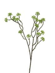 C7.cz Břečťan popínavý - Arborescens zelený 58 cm