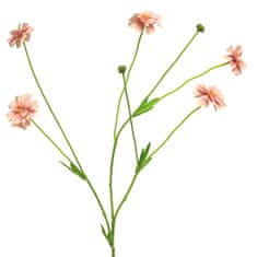 C7.cz Chrpa + Centaurea Madelon růžová V64 cm