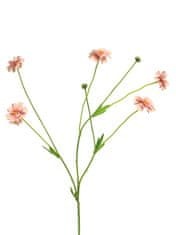 C7.cz Chrpa + Centaurea Madelon růžová V64 cm