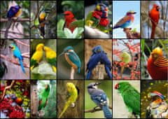 Grafika Puzzle Nejkrásnější ptáci světa 1500 dílků