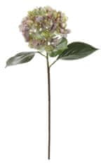 Shishi Hortenzie fialovo-zelená, 70 cm