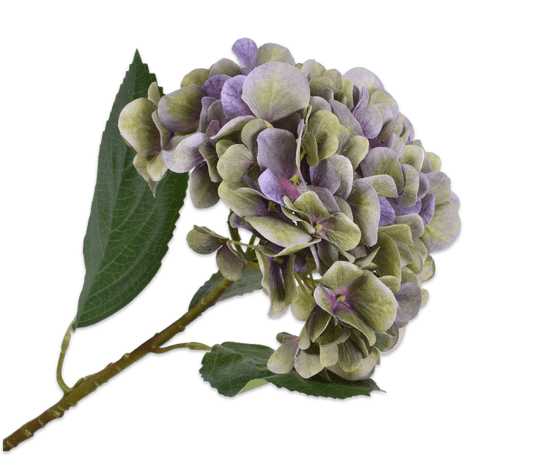 C7.cz Hortenzie - Hortensia zelená/fialová V56 cm