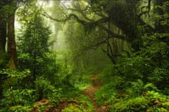 Muralo Fototapeta TROPICKÝ les stromy příroda 3D 360x240