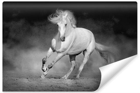 Muralo Fototapeta černobílý kůň ZVÍŘE písek