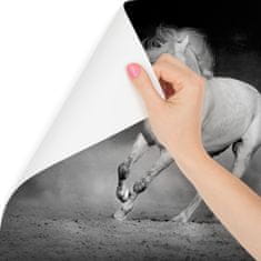 Muralo Fototapeta černobílý kůň ZVÍŘE písek 180x120