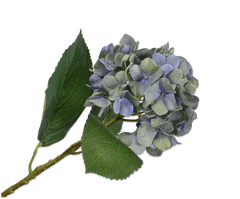 C7.cz Hortenzie - Hydrangea modrá/zelená V56 cm