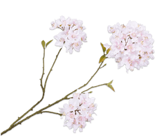 C7.cz větev květu bílá/růžová V70 cm