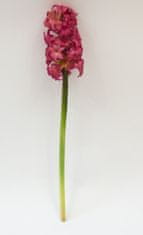 C7.cz Hyacint - hyacinthus Plouye beauty/růžový 47cm