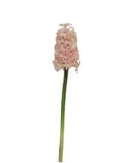 C7.cz Hyacint - Hyacinthus Plouye ponk/hnědý 47cm