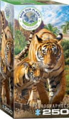EuroGraphics Puzzle Tygři XL 250 dílků