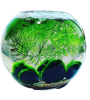 Skleněná akvarijní koule 0,8 l set s řasokoulemi