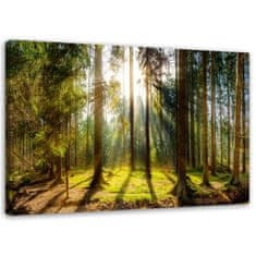shumee Obraz na plátně, Paprsky ve slunném lese - 60x40