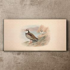 COLORAY.CZ Obraz na plátně Zvířata ptáků 120x60 cm