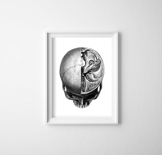 Vintage Posteria Retro plakát Anatomical Skull Headprints