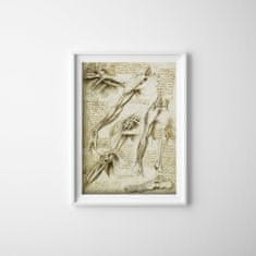 Vintage Posteria Dekorativní plakát Da Vinci svaly A4 - 21x29,7 cm