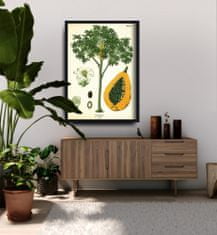 Vintage Posteria Retro plakát Starověké botanické tisk stromy papai A4 - 21x29,7 cm