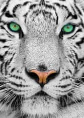 ENJOY Puzzle Bílý sibiřský tygr 1000 dílků