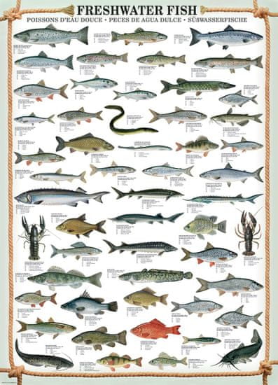 EuroGraphics Puzzle Sladkovodní ryby 1000 dílků