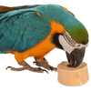 Hračka pro papoušky Držiak na ovocné košíčky FRUIT CUP