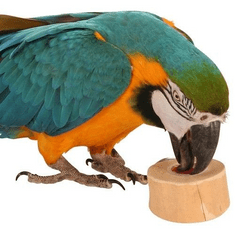 Parrotclub Ovocný pohár ORANGE (oranžový) 6ks
