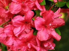 IGLACO Japonská Azalka - MUTTERTAG - Červené květy
