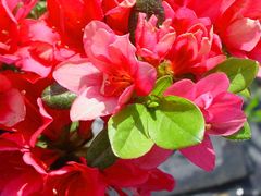 IGLACO Japonská Azalka - MUTTERTAG - Červené květy