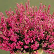 IGLACO Vřes RED ANGIE s krásnými růžovo-fialovými květy