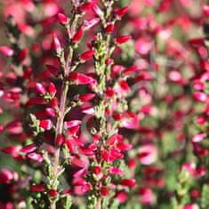 IGLACO Vřes RED ANGIE s krásnými růžovo-fialovými květy