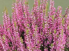 IGLACO Vřes VŘESY Odrůda PINK BETTINA krásné růžovo-fialové květy
