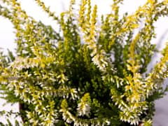 IGLACO VŘES VŘESY Odrůda SANDY pupen s bílými květy