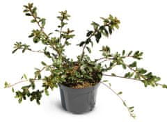 IGLACO AZALIA rododendron Nakaharai RŮŽOVÁ 1,5l