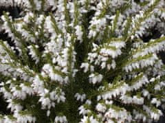 IGLACO Vřesovec Erica White Glow sněhobílé květy