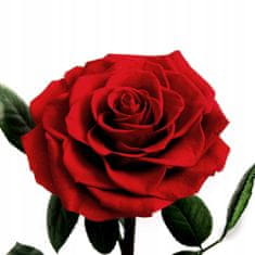 Korbi Červená věčná růže pod stínítkem lampy