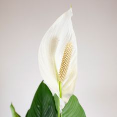 DMP Spathiphyllum Sweet Sebastiano v. 110 cm / kv. 24 cm, živá rostlina