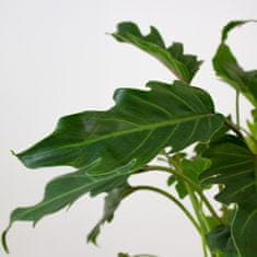 DMP Philodendron Xanadu v. 60 cm / kv. 24 cm, živá rostlina