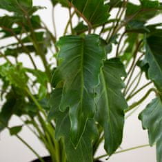 DMP Philodendron Xanadu v. 60 cm / kv. 24 cm, živá rostlina