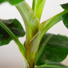 DMP Musa Dwarf Cavendish v. 100 cm / kv. 21 cm, živá rostlina