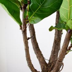 DMP Ficus Lyrata v. 130 cm / kv. 27 cm