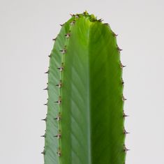 DMP Euphorbia Erytrea Canarias v. 100 cm / kv. 26 cm