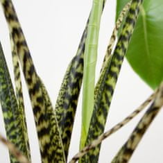 DMP Alocasia Zebrina v. 100 cm / kv. 21 cm