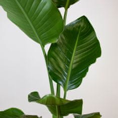 DMP Strelitzia Nicolai v. 100 cm / kv. 24 cm, živá rostlina