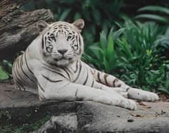 Grafix Malování podle čísel na plátno - Bílý tygr 40x50 cm