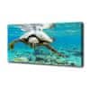Foto obraz na plátně Mořská želva 100x50 cm
